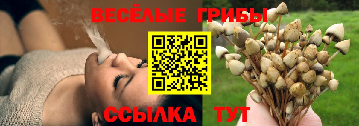 Баксан  Галлюциногенные грибы Psilocybine cubensis  Вход с VPN 